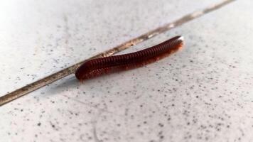 Millipedes on the floor-4 photo