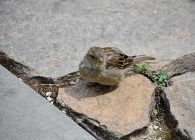 Very Cute Small Brown Sparrow Bird on a Walkway photo