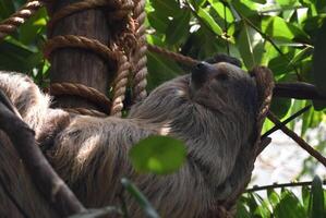 Lazy Neotropical Sloth Resting in a Tree photo