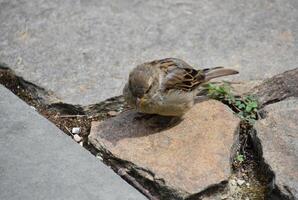 Tiny Brown Sparrow with Ruffled Feathers in the Summer photo