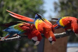 Three Scarlet Macaws Dancing on a Branch photo