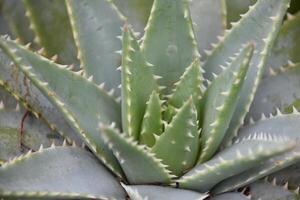 Aloe Brevifolia Plant Spiraling Around the Center photo