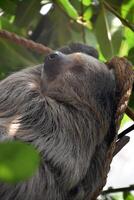 Profile of a Resting Sloth in a Forest photo