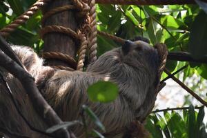 Lazy Sloth Snoozing in a Tree Top photo