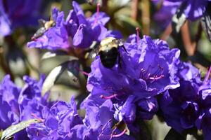 Close Up of a Bee on a Flowering Purple Azalea photo