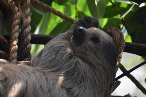 Up Close on the Face of a Sleeping Sloth photo