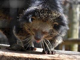 Binturong with a Little Pink Tongue Sticking Out photo