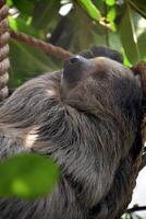 Neotropical Sloth Being Lazy in the Trees photo