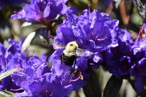 Vibrant Purple Azalea with a Bumblebee Pollinating It photo