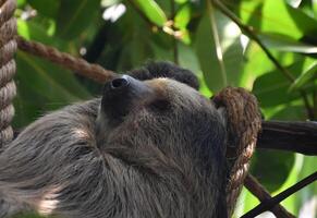 Close Up of a Resting Sloth photo