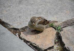 Small Brown Sparrow on the Ground photo