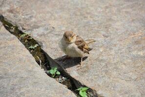 Looking into the Face of a Small Sparrow Bird photo