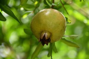 Close Up Look at an Unripe Pomegranate on a Branch photo