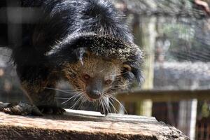 Asian Bearcat Taking a Step Forward photo