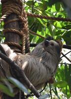 Adorable Sloth Curled Up in a Tree photo