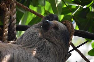 Terrific Close Up of a Sloth Resting in a Tree photo