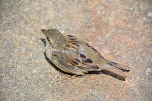Feathers on a Small Wild Sparrow Bird photo