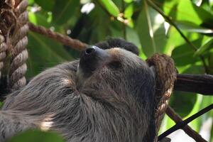 Looking into the Cute Face of a Sloth photo