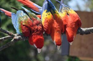 Beautiful Brightly Colored Feathers on Macaw Birds photo