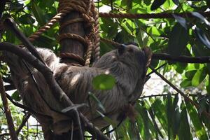 Sloth Sitting in a Tree Taking a Nap photo