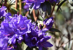 Bee Pollinating a Flowering Deep Purple Azalea Bush photo