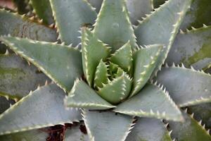 Looking into the Center of Aloe Brevifolia in a Spiral photo