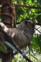 Neotropical Sloth Sleeping in a Tree Top photo