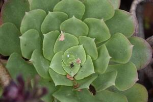 Green Succulent Plant in Autumn photo