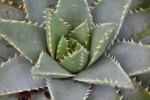 Looking up close into the Center of an Aloe Brevifolia Plant photo