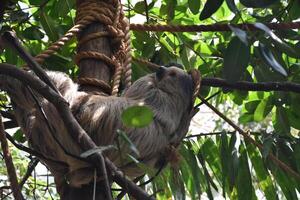 Sloth Resting in a Rainforest Tree Top photo