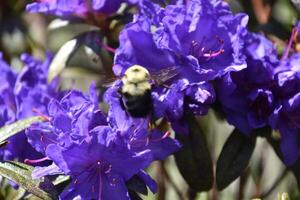 Bumblebee Pollinating a Deep Purple Azalea Bush photo