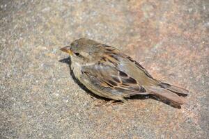Beautiful Small Brown Sparrow Bird Looking Cute photo
