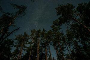 A tranquil forest at night showcases tall trees silhouetted against a starry sky, creating a peaceful and captivating atmosphere under the starlight. photo