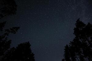 Starry sky illuminated by countless stars above a dense forest, showcasing a calm and peaceful summer evening atmosphere. The silhouettes of tall trees are visible. photo