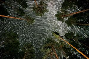 Under a starlit sky, bright trails of stars spiral around the North Star, creating a magical effect above tall pine trees in a quiet forest. photo