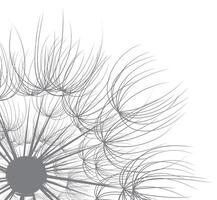A background with a flower of a field dandelion. vector