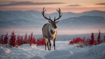 A majestic reindeer stands in a snowy landscape with colorful foliage and mountains in the background. photo