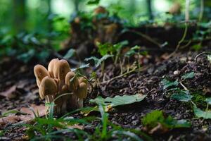 A cluster of mushrooms is growing in a field of green grass photo