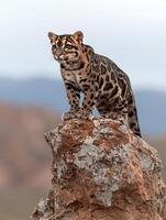 Clouded leopard perched on a rock, looking to the side photo