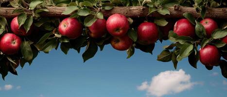 Red apples hanging from a tree branch against a blue sky photo