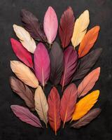 Autumn colored feathers arranged in a fan shape on a dark background photo