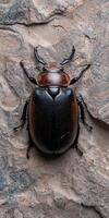 Close up of a large black and brown beetle on a rock photo