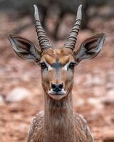 Close up portrait of a graceful antelope with large horns photo