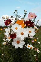 Vibrant cosmos flowers in a summer field photo