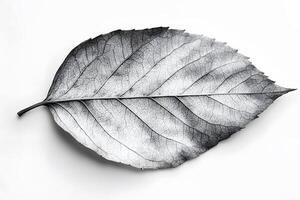 Nature's Detail Monochrome Leaf Texture for Art and Design Concepts photo