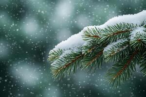 Snow-Covered Evergreen Branches on a Blurred Winter Background for Seasonal Designs photo