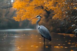 Autumn Serenity Heron in Tranquil Waters for Nature Photography and Design photo