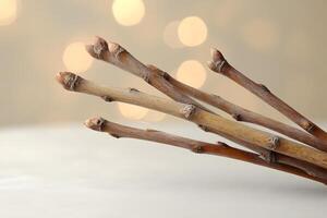 Minimalistic Composition of Bare Tree Branches Against Soft Bokeh Background photo