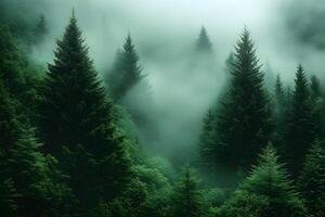 Enigmatic Forest Mist Tranquil Evergreen Trees Swathed in Serene Fog photo