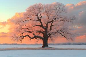 Majestic Winter Tree at Sunset Over Snow-Covered Field for Nature Photography photo